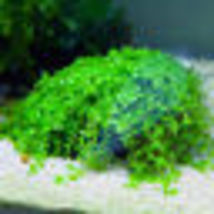 Aquarium Live Plant Micranthemum Monte Carlo Tissue Culture Tropical Fre... - $27.00
