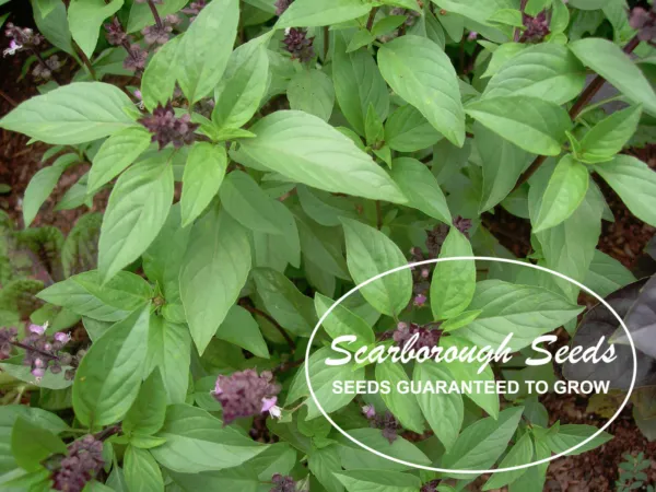 Scarborough Seeds 500 Thai Basil Seeds Heirloom Non Gmo Fragrant Herb From Usa F - £7.04 GBP