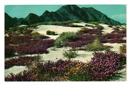 Vintage Postcard Desert Verbenas in Bloom Springtime Desert Floral Mount... - £6.05 GBP