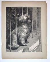 Antique Engraving Print Carin Terrier Puppy Dog at Fence c.1873 (From Book) - £15.73 GBP