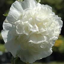 Fresh Garden Chaters Double White Hollyhock Seeds 10 Non-GMO  - £7.47 GBP