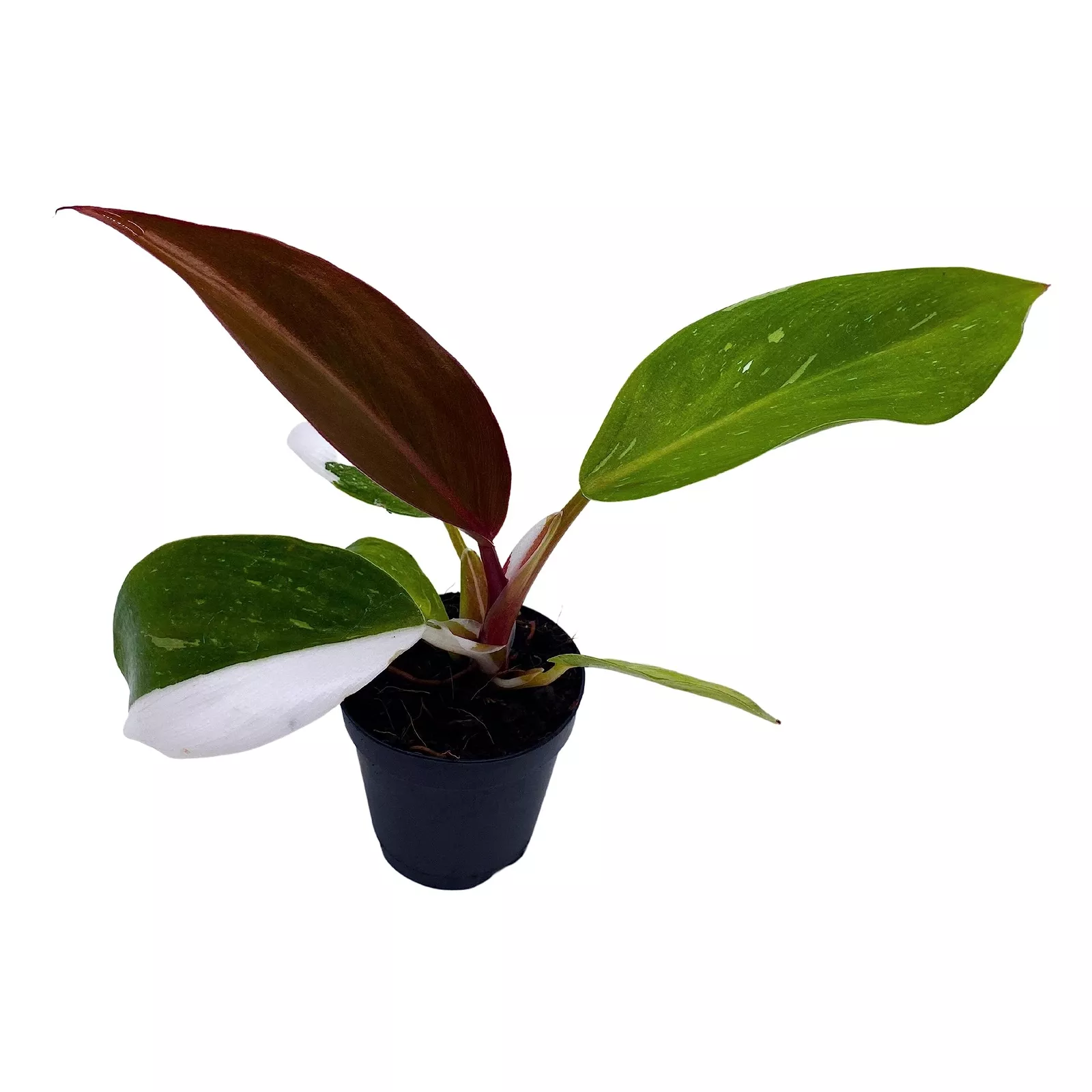 Philodendron White Princess Philodendron Erubescens Hybrid 2 in Pot - $39.62