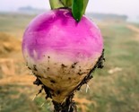 Non Gmo -Vegetable,Turnips 30 Seeds Fresh -Usa Grown - $5.99