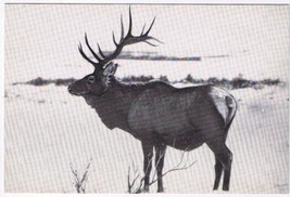 Canada Postcard Elk National Museum Of Canada - $2.96