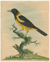 Icterus Oriole by William Hayes Lithograph 8x10 Vintage Audubon&#39;s Bird Art Print - £31.21 GBP