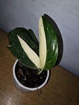 Monstera Standleyana Cobra Albo Live Plant In 4 Inch Pot Variegated Live... - $24.97