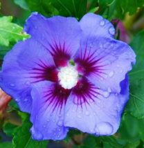 20 Pc Seeds Blue Purple Hibiscus Flower, Hibiscus Seeds for Planting | RK - £14.97 GBP
