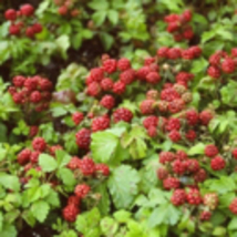 Arctic Raspberries ‘Beta’ and ‘Sophia’ (Rubus arcticus x stellarcticus) Set of 2 - £46.25 GBP