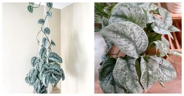 Silver Satin Pothos &#39;Exotica&#39; Starter Gardening (NO HEAT PACK) - £39.16 GBP