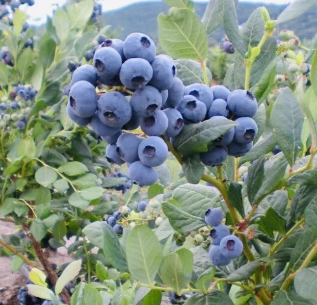 KS Sweet Blueberry Fruit Non Gmo Fresh Non Gmo Organic Planting Seeds  - $9.36