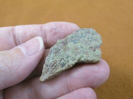 DF300-21) small Fossil REAL DINOSAUR Bone Slice Jurassic Dino love dinos... - $7.49