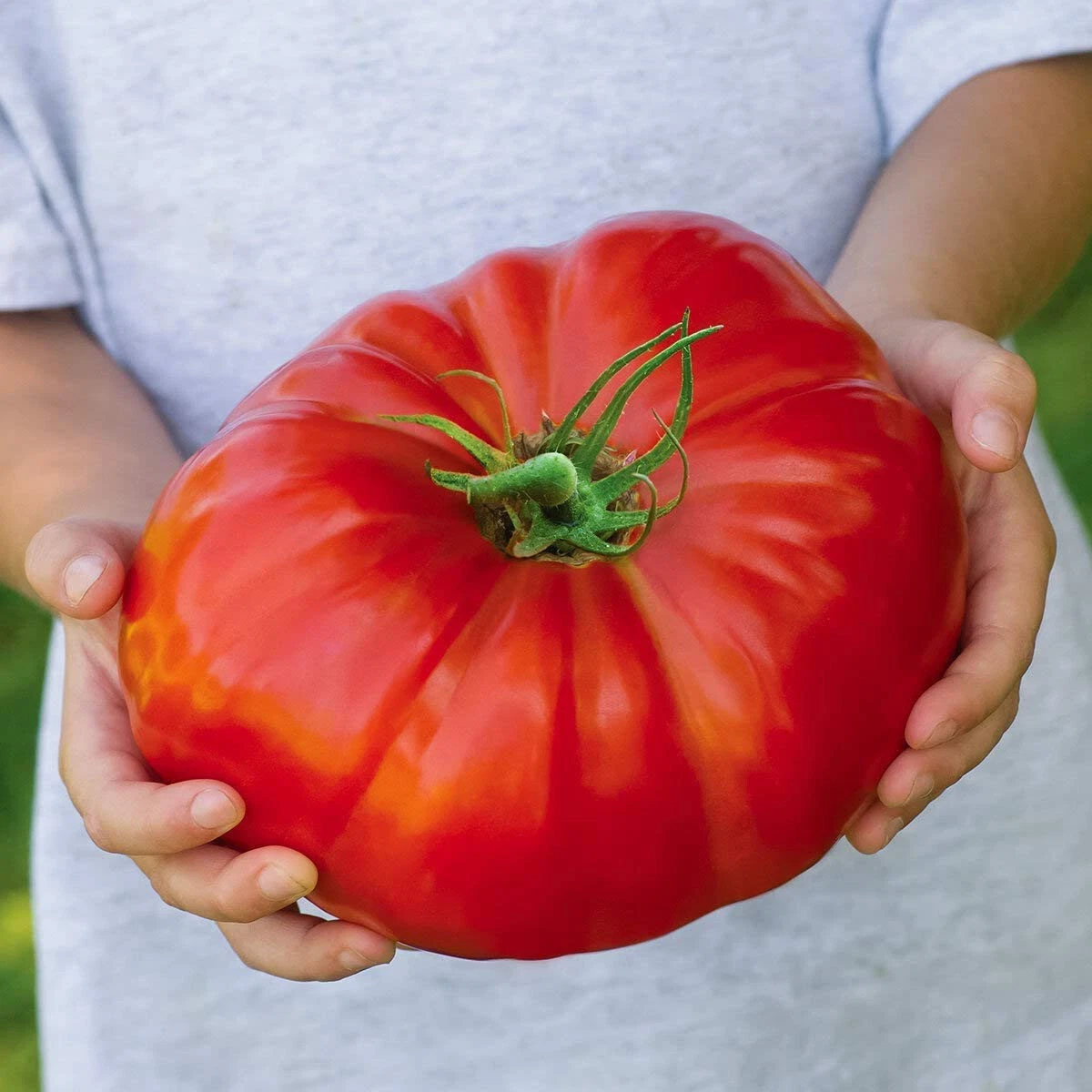 550 BEEFSTEAK TOMATO SEEDS HEIRLOOM FRESH HARVEST FOR GARDENS - $9.69