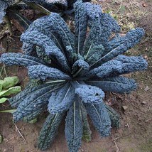 New Fresh Seeds 15 Black Cabbage Seeds - $11.98