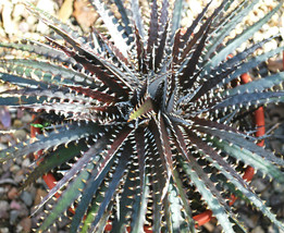 DYCKIA BURGUNDY ICE Hybrid exotic terrestrial bromeliad air rare seed 100 seeds - £15.85 GBP