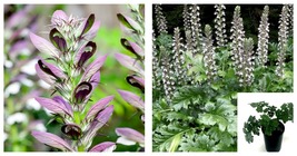 Acanthus Mollis 4inches Purple Flower Breeches Sea Dock Bears Foot Live ... - $31.99