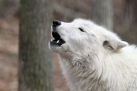 HAUNTED MALE WEREWOLF RARE WHITE  moon MAGICk strength power shapeshifting  - $67.77