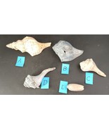 Lot Of 5 Seashells Assorted Conch And Welk Shells Gulf Coast Beach Ocean - $7.00