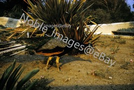 1960 Peacock Through Tall Grasses California Kodachrome 35mm Slide - £2.81 GBP