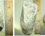Dino Hadrosaur part of skull inner Fossil  - £4.72 GBP