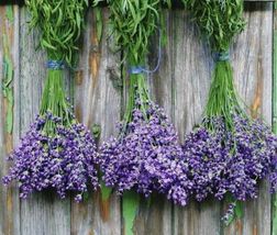 Lavender Munstead Perennial Container Garden Non-GMO 100 Seeds - £6.67 GBP