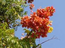 Koelreuteria Bipinnata Chinese Flame Tree Seeds Garden Fresh USA Shipping - £10.78 GBP