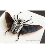Rare Goliathus Orientalis XL Real Flying Beetle Framed Entomology Shadowbox - $248.00