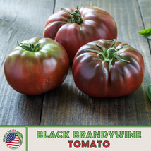 10 Seeds Black Brandywine Tomato Heirloom Seeds Transform Gardens Swiftly Beauti - $8.35