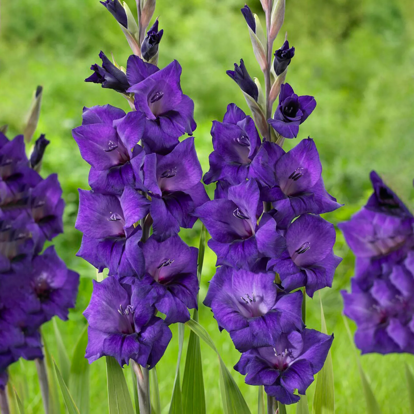 Purple Flora Gladiolus Flower 30 Bulbs - $33.27