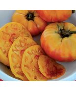 Gold Medal Tomato Seeds, 15 Seeds, BUY 2 GET 1 FREE, NON-GMO, FREE SHIPPING - €1,71 EUR