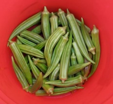 BPA 150 Seeds Emerald Green Velvet Okra Spineless Abelmoschus Esculentus Vegetab - £7.91 GBP