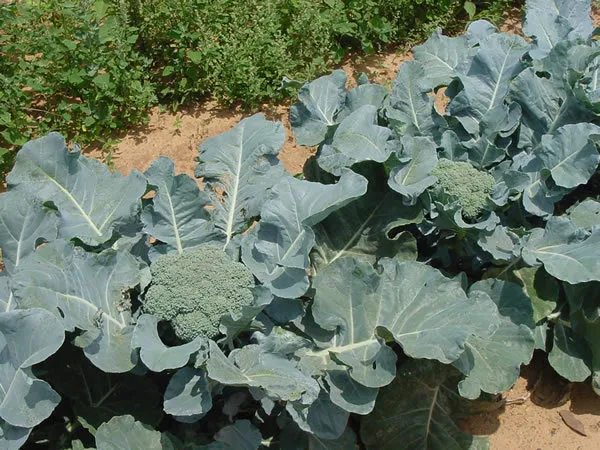 Giant Russian Broccoli Huge Yields 100 Seeds - £5.01 GBP
