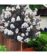 White Lightning Thunderstruck Crepe Crape Myrtle Starter Lagerstroemia Rooted St - $43.98