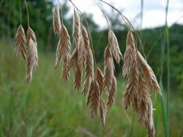 Fresh 100 Prairie Brome Arctic Brome Ornamental Grass Bromus Kalmii Seeds - $3.50