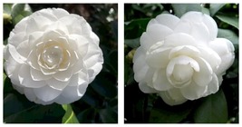 White Camellia Flowers Seeds Double Flowers Seeds 20 Seeds  - £22.11 GBP