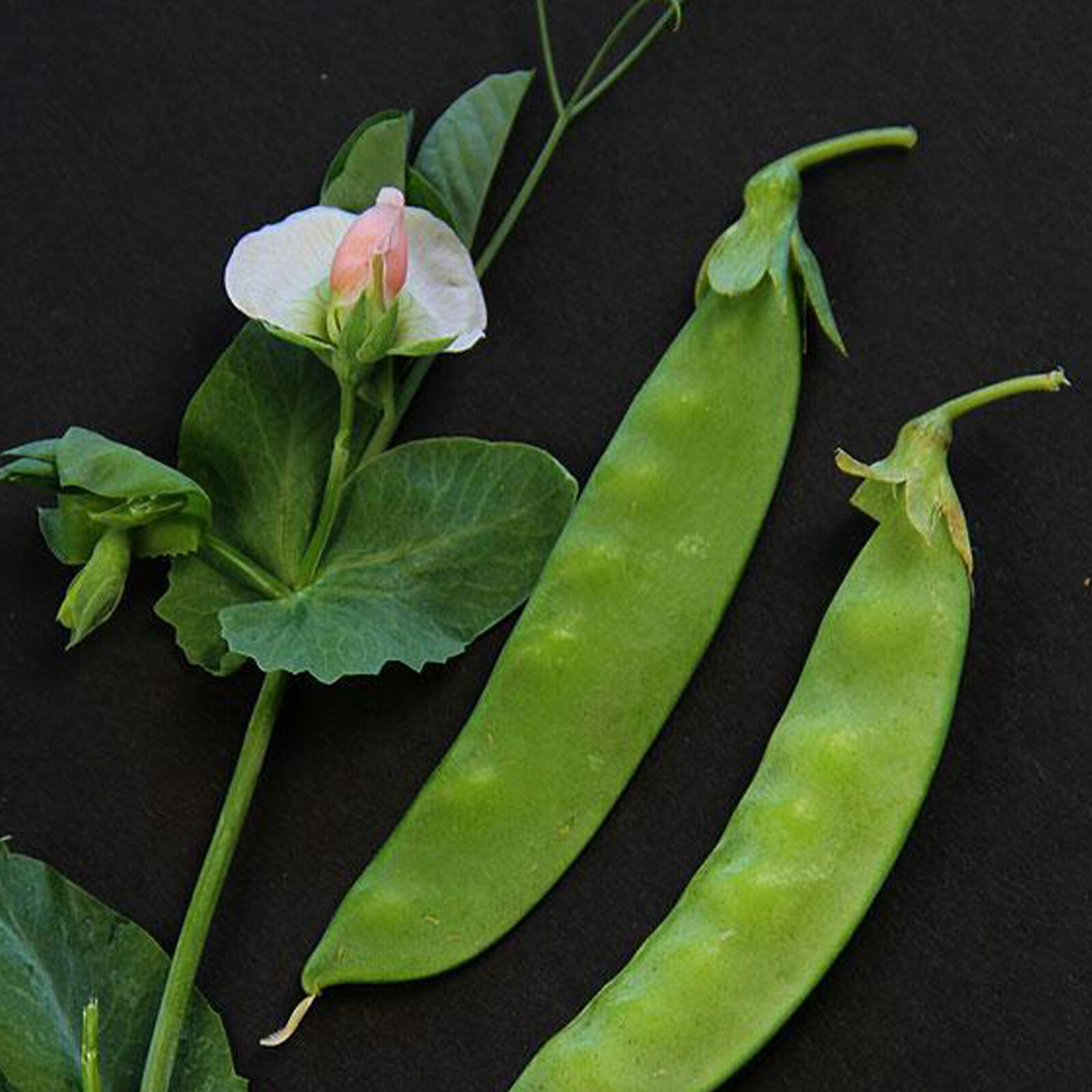 Primary image for SHIP FROM US 1 OZ ~120 SEEDS - ORGANIC TAIWAN SUGAR PEA SEEDS - NON-GMO, TM11