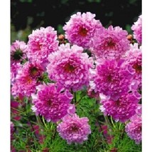 US Seller 40 Cosmos Double Pink Rose Annual Flower Seeds Fast Shipping - $14.85