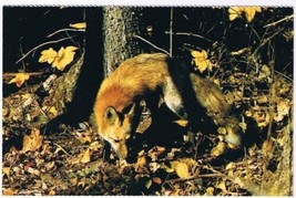 Animal Postcard Canada Red Fox Shy Woodland Creature - £2.36 GBP