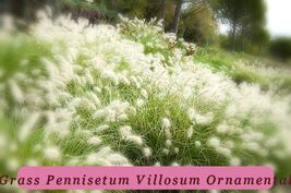 30 White Fountain Top Quality Grass Pennisetum Villosum Ornamental Flowe... - $82.49 MXN