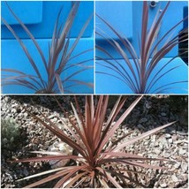 4” Pot - Cordyline Red Star - Cordyline australis &#39;Red Star&#39; - houseplant  - £33.52 GBP