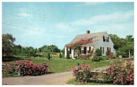 Cape Cod Massachusetts MA Authentic 3/4 Rambler Rose Time Postcard 1974 - $5.69