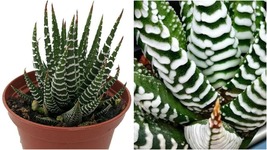 Live Plant Haworthia Fasciata Zebra - Easy to Grow/Hard to Kill Succulent 2&quot;Pot - £35.27 GBP