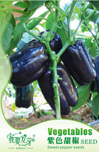 Anhui Dark Purple Sweet Pepper Seeds 10 Seeds Garden - $6.22