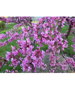 Avondale Redbud Tree{Cercis Chinensis} Indoor/Outdoor 10 Seeds Us - $10.92 CAD
