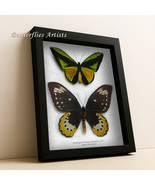 Ornithoptera Goliath Samson Pair XL RARE Birdwing Butterfly Entomology S... - $406.13 CAD