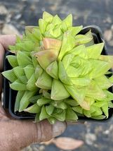 Live Succulent Plant In 4” Pot Haworthia cooperi Translucent Small - £27.65 GBP