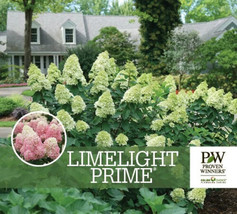 LIMELIGHT PRIME® Panicle Hydrangea shrub PP#32511 image 1