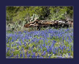 South Texas Bluebonnets in Spring Fine Art Print - £14.06 GBP