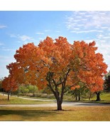 Chinese Pistache Trees Fall Colors Plant Garden - $108,131.24 MXN