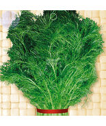 Renewable Fennel Vegetable Seeds 100 Seeds - $13.32 CAD