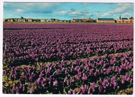 Holland Netherlands Postcard Holland in Bloom Purple Bloementooi - £1.73 GBP